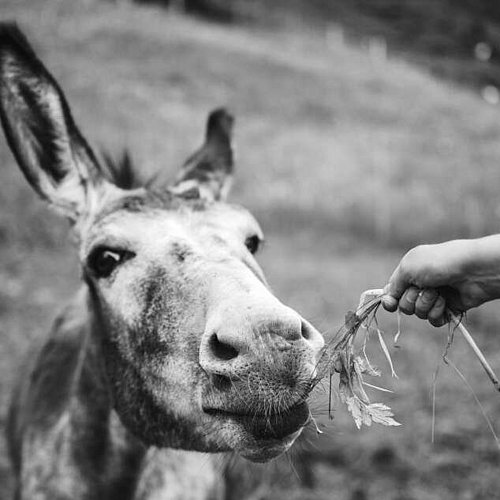 Vom Hotel hinauf auf die Berge. Wanderurlaub Montafon Vom Hotel hinauf auf die Berge. Wanderurlaub Montafon