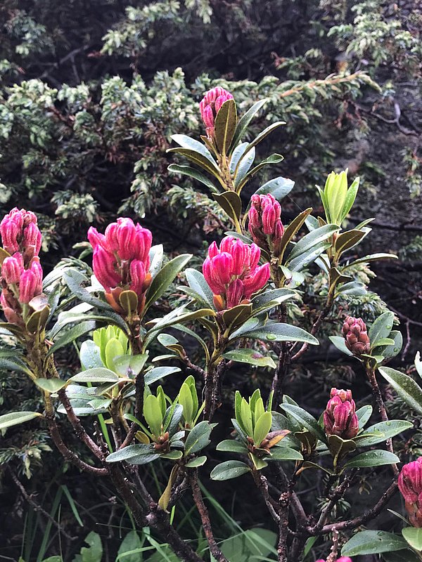 Summer holiday Montafon: most beautiful at Heimspitze Summer holiday Montafon: most beautiful at Heimspitze